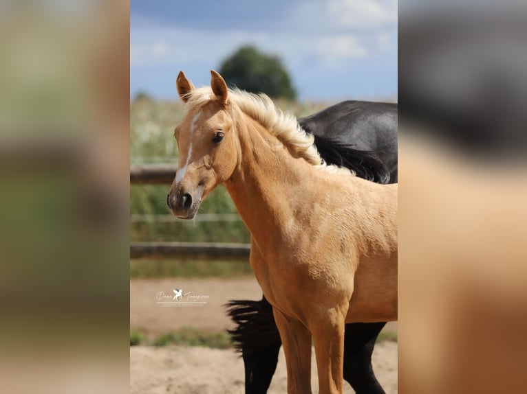 Westphalien Jument Poulain (03/2025) Palomino in Neuenkirchen-V&#xF6;rden