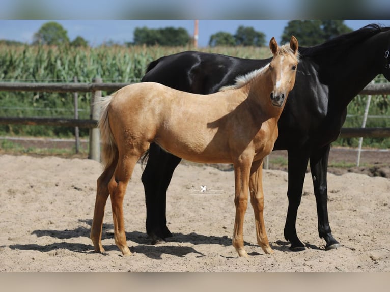 Westphalien Jument Poulain (03/2025) Palomino in Neuenkirchen-V&#xF6;rden