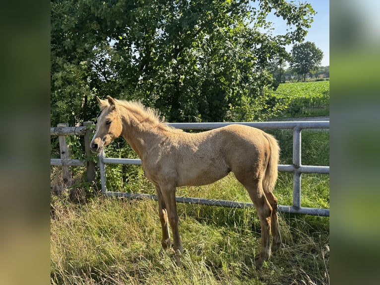 Westphalien Jument  Palomino in Neuenkirchen-V&#xF6;rdenV&#xF6;rden