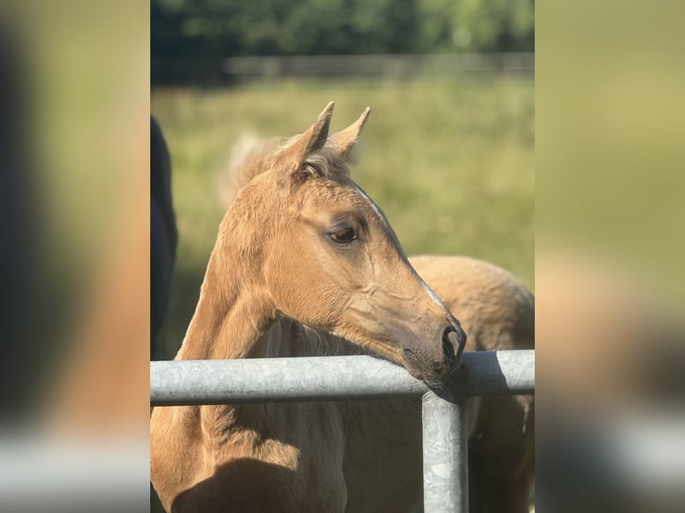 Westphalien Jument  Palomino in Neuenkirchen-V&#xF6;rdenV&#xF6;rden