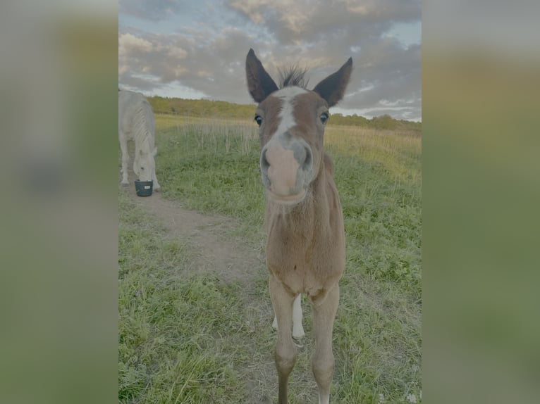 Westphalien Jument  Peut devenir gris in Ulrichstein