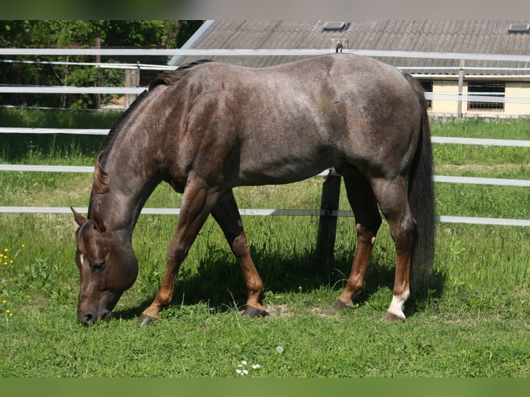 Whatta Hit American Quarter Horse Stallion Roan-Red in Pöttsching