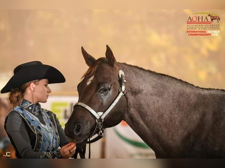 Whatta Hit American Quarter Horse Stallion Roan-Red in Pöttsching