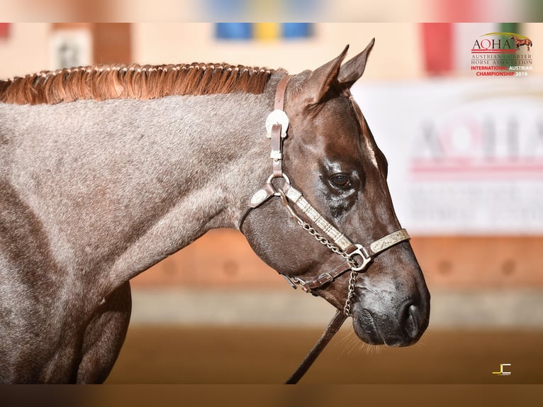 Whatta Hit American Quarter Horse Stallion Roan-Red in Pöttsching