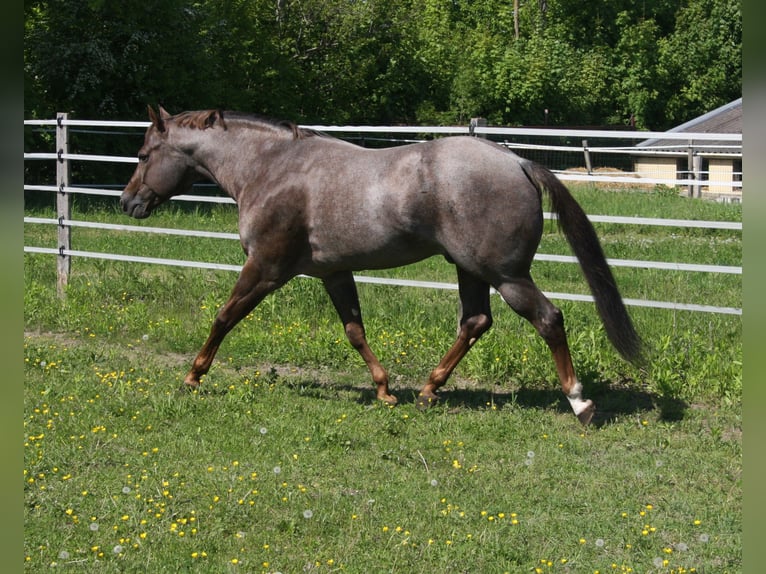 Whatta Hit Quarter horse américain Étalon Rouan Rouge in Pöttsching