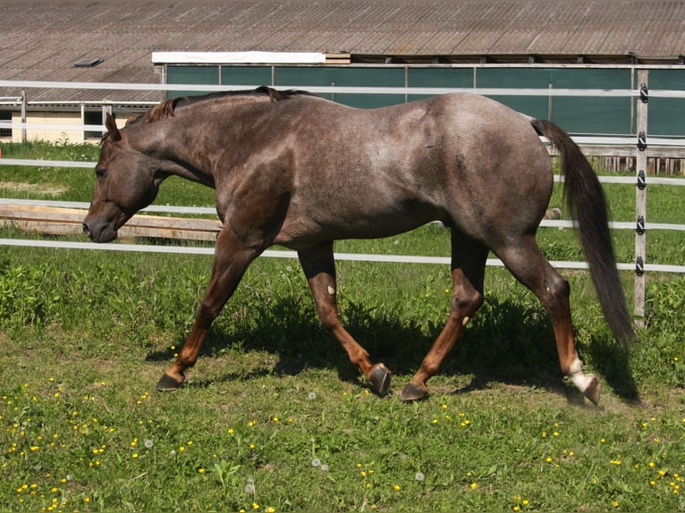 Whatta Hit Quarter horse américain Étalon Rouan Rouge in Pöttsching