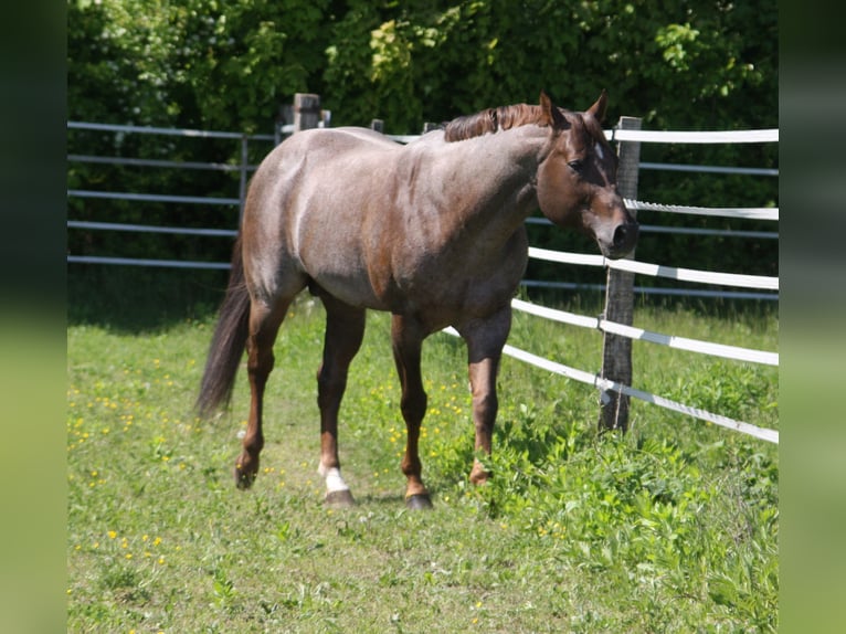 Whatta Hit Quarter horse américain Étalon Rouan Rouge in Pöttsching