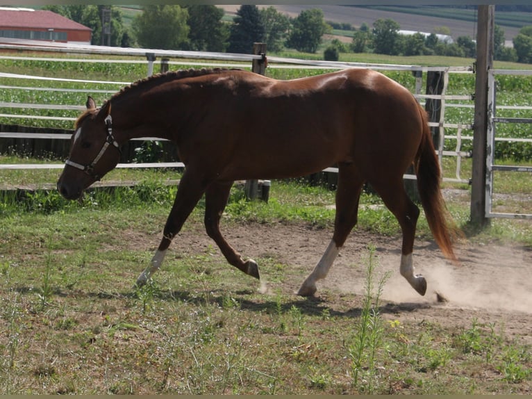 Whattan Exciting Hit American Quarter Horse Hengst Donkere-vos in Pöttsching