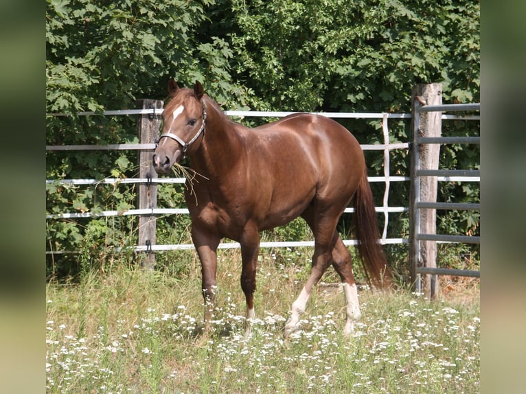 Whattan Exciting Hit American Quarter Horse Hengst Donkere-vos in Pöttsching