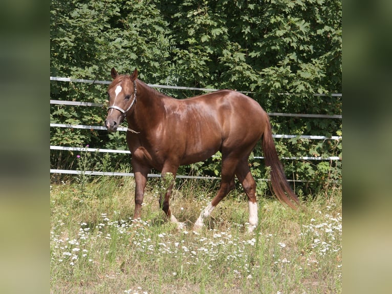 Whattan Exciting Hit American Quarter Horse Hengst Dunkelfuchs in Pöttsching