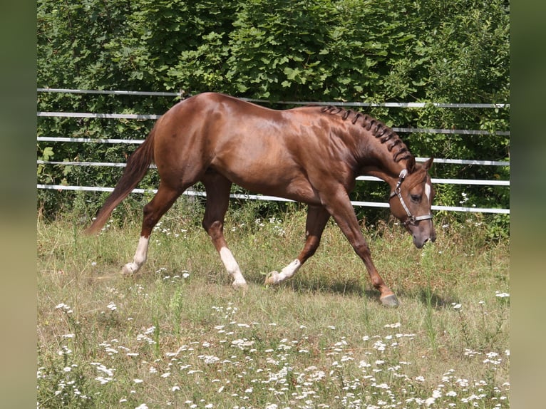 Whattan Exciting Hit American Quarter Horse Hengst Dunkelfuchs in Pöttsching