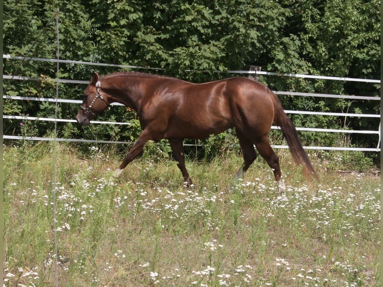 Whattan Exciting Hit American Quarter Horse Hengst Dunkelfuchs in Pöttsching