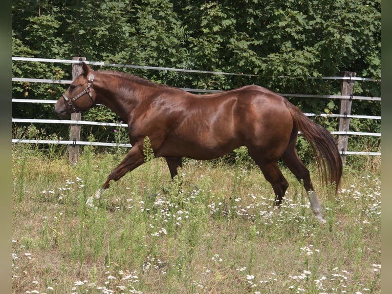 Whattan Exciting Hit American Quarter Horse Stallion Chestnut in Pöttsching