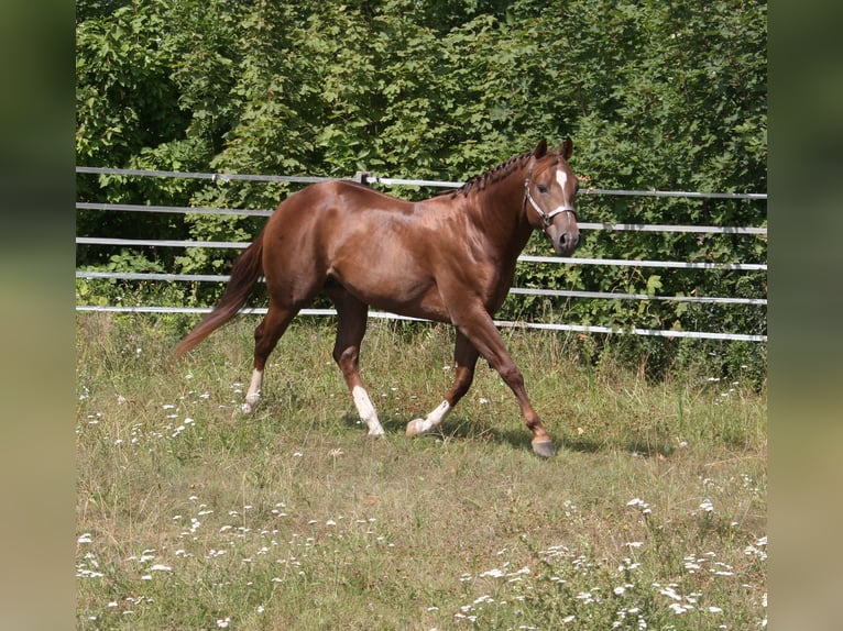Whattan Exciting Hit American Quarter Horse Stallion Chestnut in Pöttsching