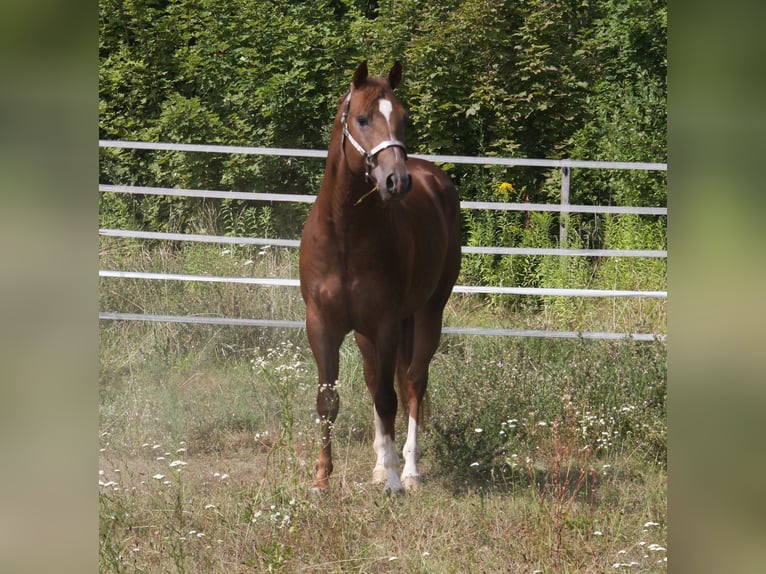 Whattan Exciting Hit Caballo cuarto de milla Semental Alazán-tostado in Pöttsching