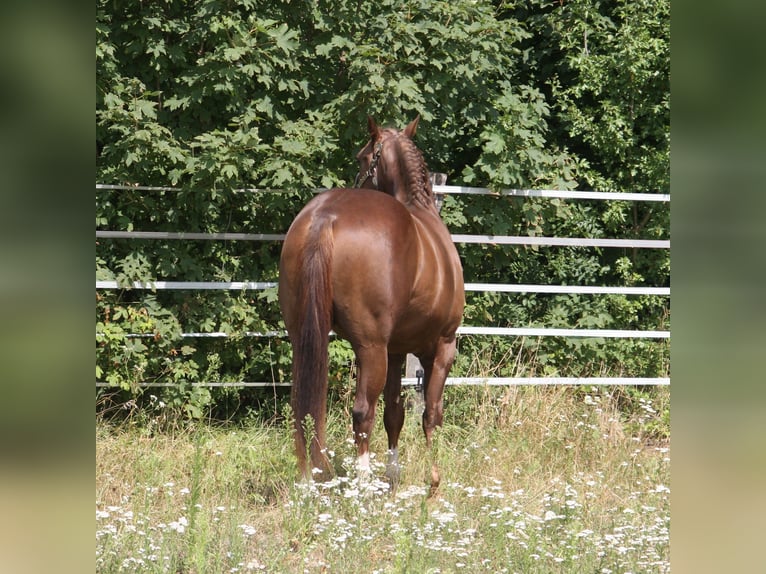 Whattan Exciting Hit Caballo cuarto de milla Semental Alazán-tostado in Pöttsching