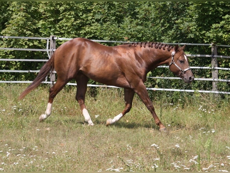 Whattan Exciting Hit Quarter horse américain Étalon Alezan brûlé in Pöttsching