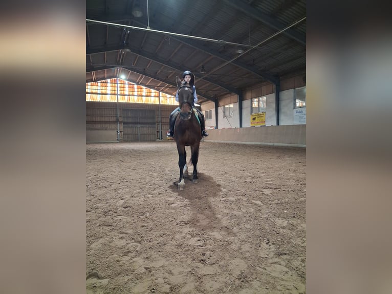 Wiedereinsteiger sucht Reitbeteiligung