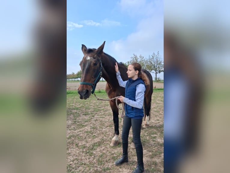 Wiedereinsteiger sucht Reitbeteiligung