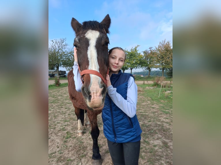 Wiedereinsteiger sucht Reitbeteiligung