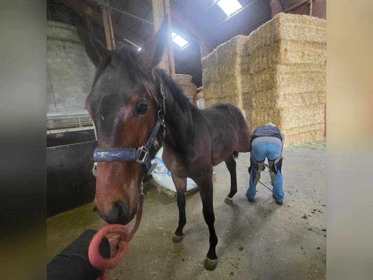 Würtemberger Étalon 1 Année Bai brun in Balingen