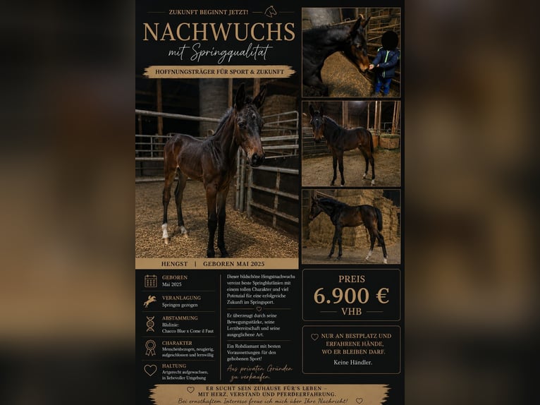 Würtemberger Étalon 1 Année Bai brun in Balingen