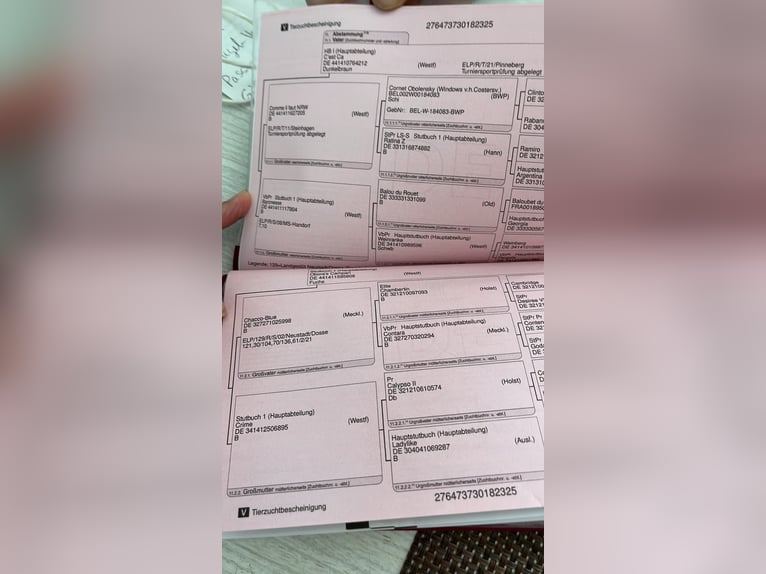 Würtemberger Étalon 1 Année Bai brun in Balingen