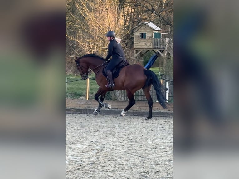 Würtemberger Étalon 8 Ans 176 cm Bai in Marienmünster