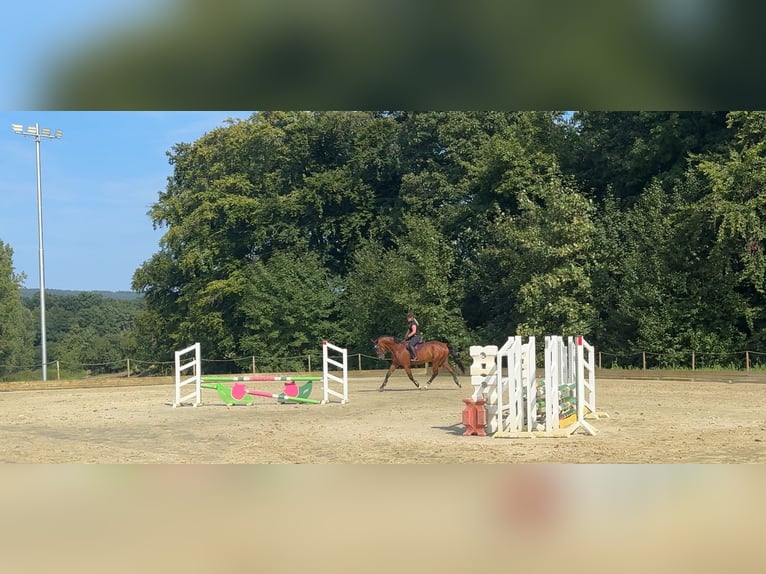Würtemberger Étalon 8 Ans 176 cm Bai in Marienmünster