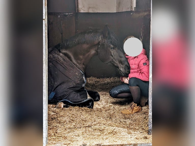 Würtemberger Hongre 10 Ans 167 cm Noir in Buggingen