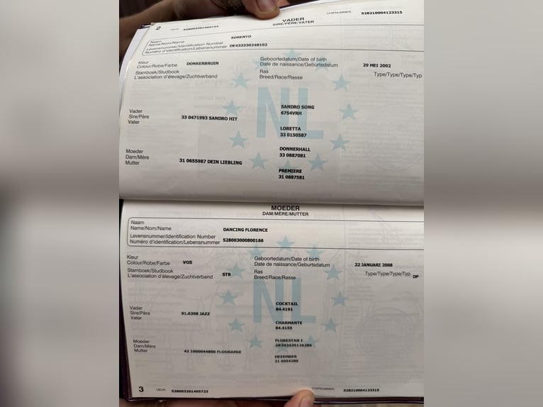Würtemberger Hongre 11 Ans 172 cm Alezan in &#xDC;bach-Palenberg