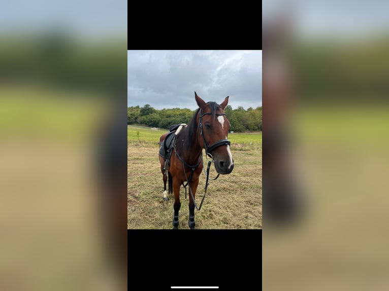 Würtemberger Hongre 11 Ans 182 cm Bai in Duchroth