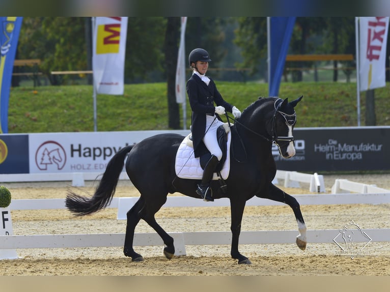 Würtemberger Hongre 12 Ans 170 cm Noir in Teisendorf