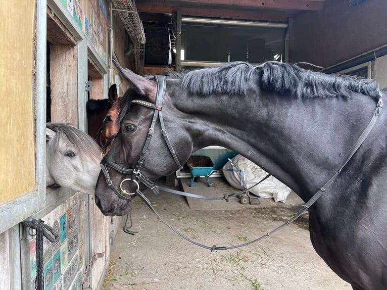 Würtemberger Hongre 12 Ans 178 cm Noir in Kriessern