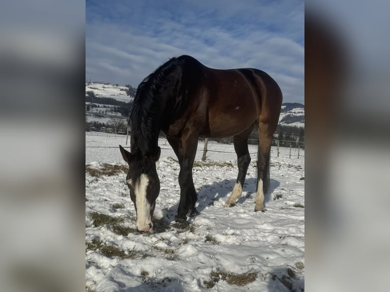 Würtemberger Hongre 13 Ans 175 cm Bai brun in Altstätten SG 2