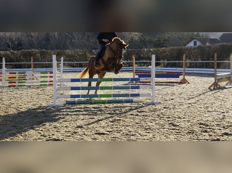 Würtemberger Hongre 14 Ans 168 cm Alezan in Oberreute