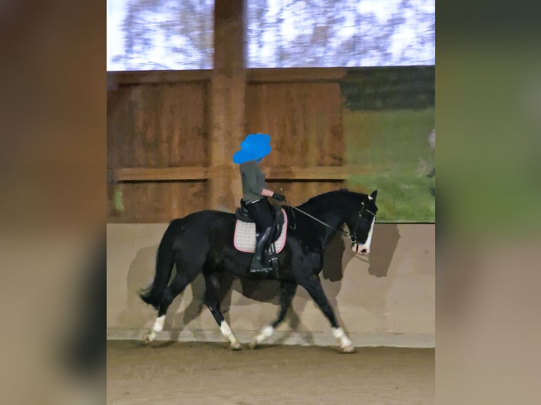 Würtemberger Hongre 16 Ans 170 cm Noir in Steinebach