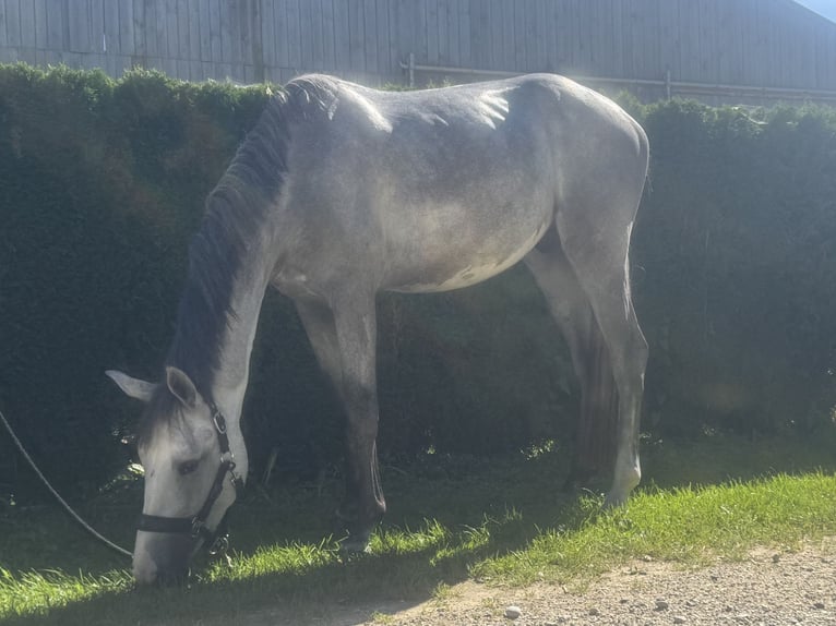 Würtemberger Hongre 3 Ans 170 cm Gris in Illertissen