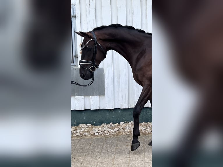 Würtemberger Hongre 4 Ans 167 cm Bai brun in Trochtelfingen