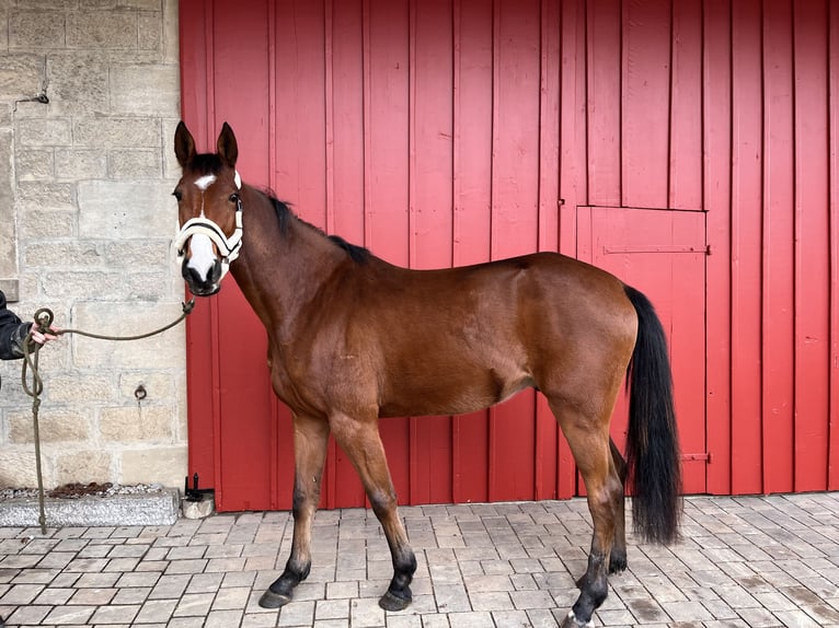 Würtemberger Hongre 4 Ans 167 cm Bai in Creglingen