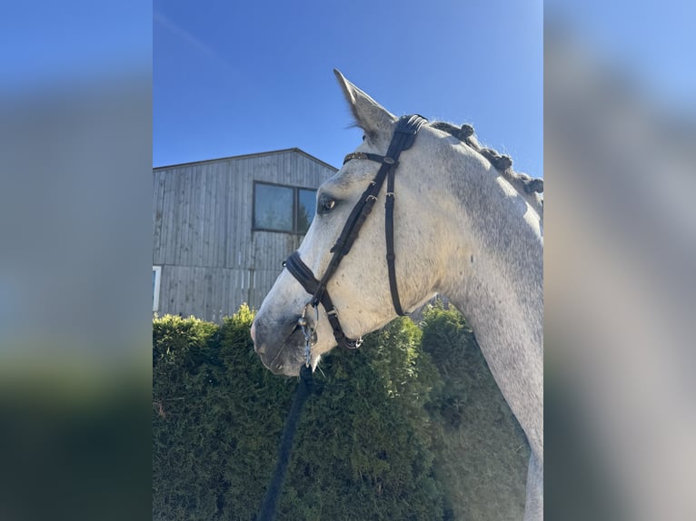 Würtemberger Hongre 4 Ans 170 cm Gris in Illertissen