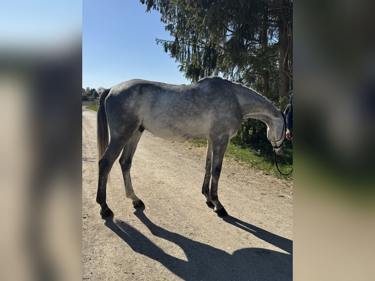 Würtemberger Hongre 4 Ans 170 cm Gris in Illertissen