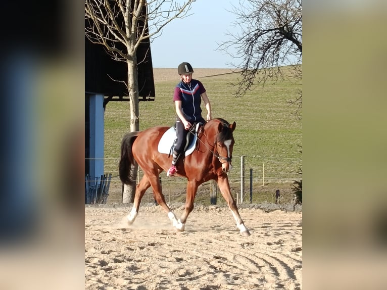 Würtemberger Hongre 5 Ans 162 cm Bai in Windhaag/ Perg