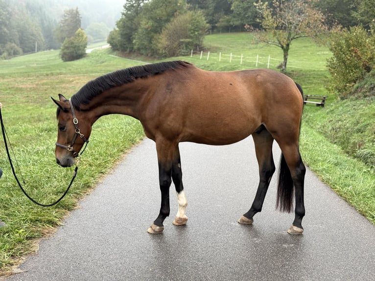 Würtemberger Hongre 5 Ans 163 cm Bai in Gengenbach