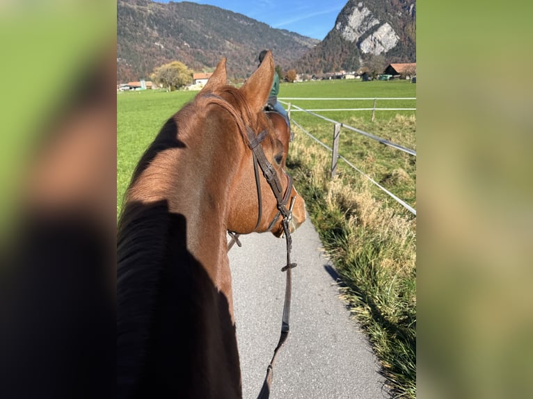 Würtemberger Hongre 5 Ans 165 cm Alezan in Unterseen