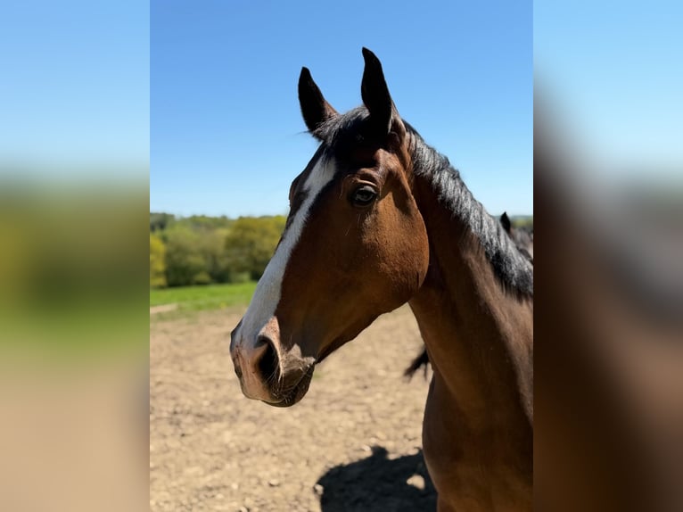 Würtemberger Hongre 5 Ans 172 cm Bai brun in Wiehl