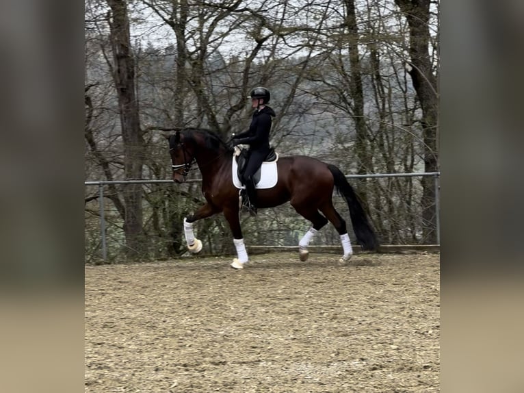 Würtemberger Hongre 5 Ans 173 cm Bai in Trochtelfingen