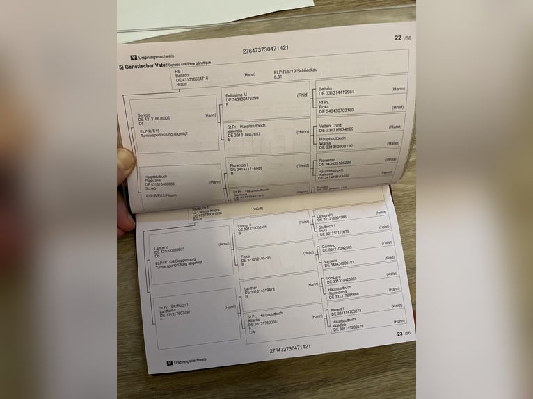 Würtemberger Hongre 5 Ans 174 cm Bai in Overath