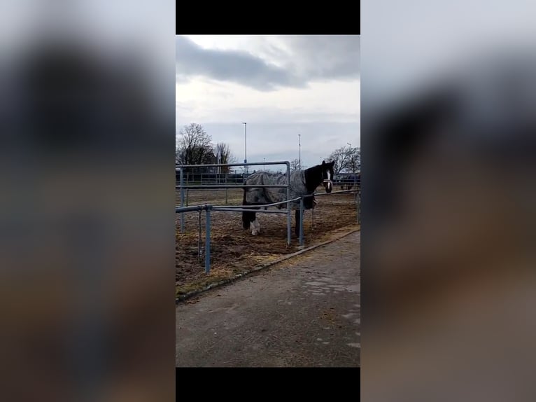 Würtemberger Hongre 8 Ans 172 cm Bai in Emmendingen