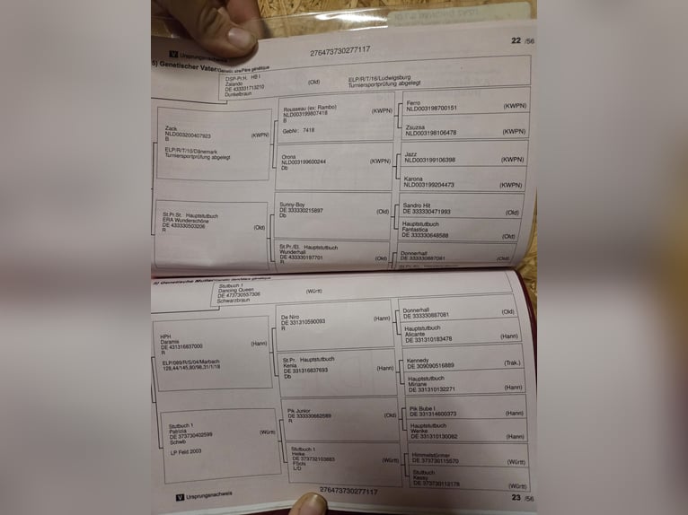 Würtemberger Hongre 9 Ans 170 cm Alezan in Hattersheim